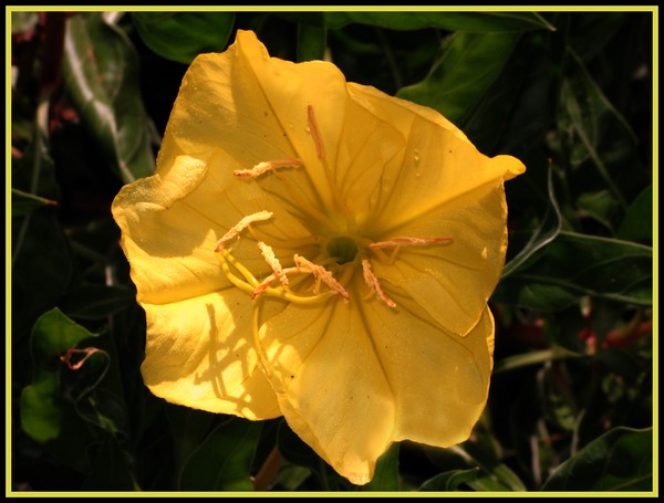 YELLOW BLOSSOM 8