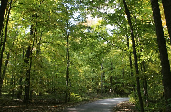 THROUGH THE WOODS 2