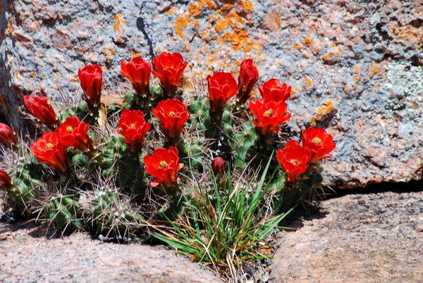 Claret Cactus in Bloom