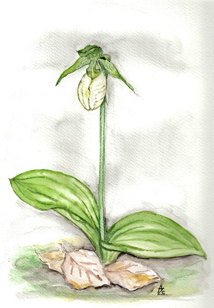 Albino Pink Lady Slipper - Cypripedium acaule