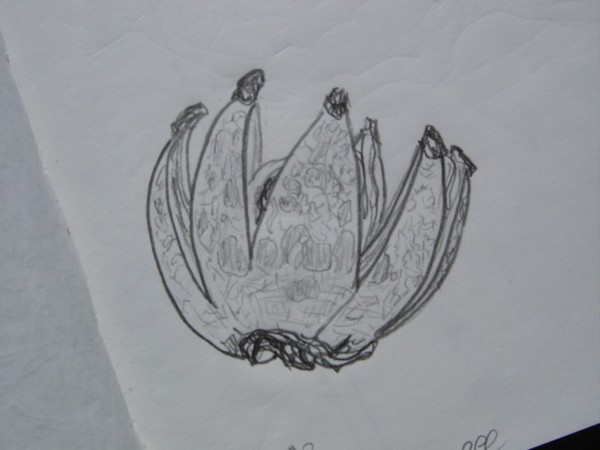 Seedpod Side view