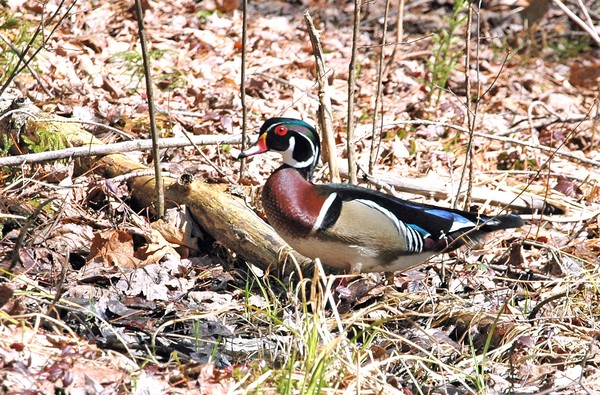 A Woody in the woods