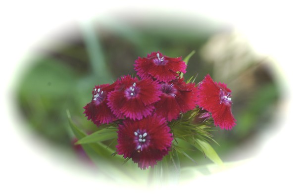 Garden Flowers