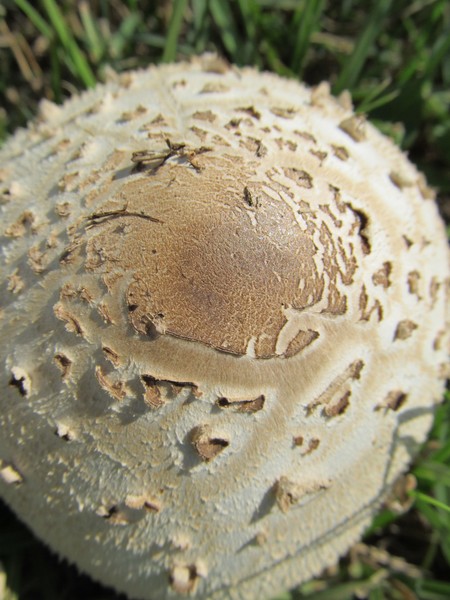 Mushroom