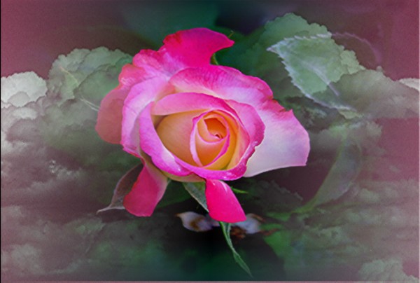 CLOAD OF ROSES