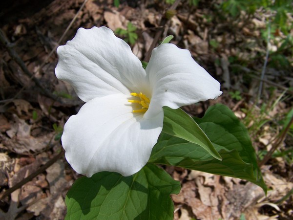 Trilliums
