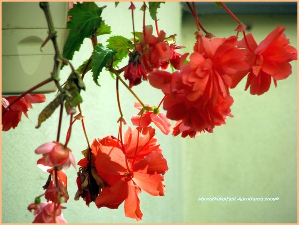 FLORAS/ORANGE