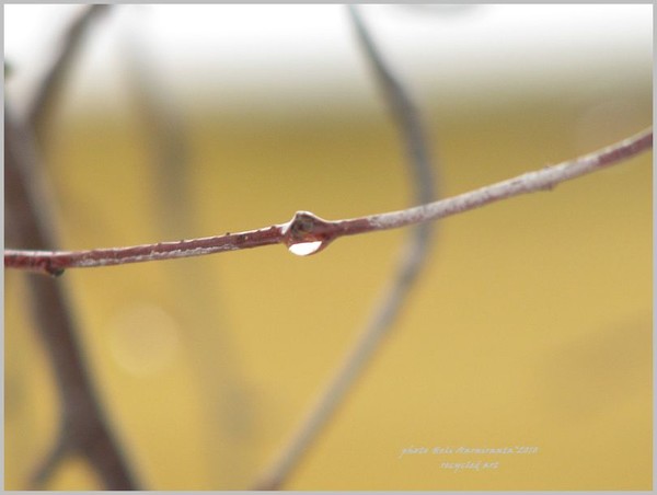 Spring-droplets-series