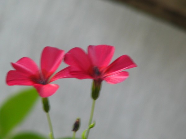 two of a kind (red florals)