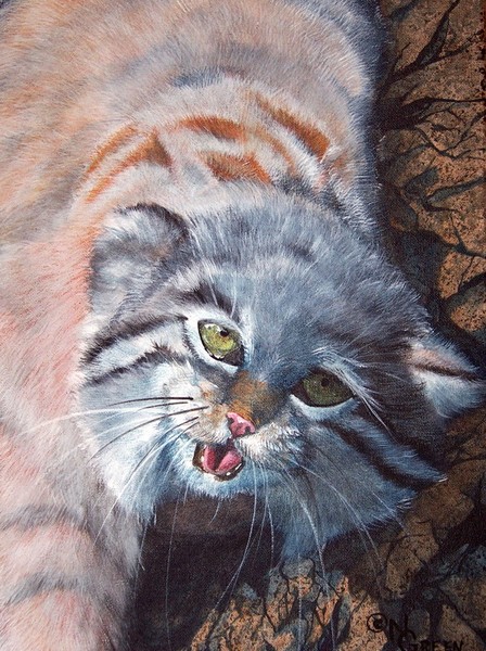 Leaving The Den-Pallas Cat