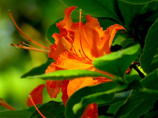 Flame Azalea
