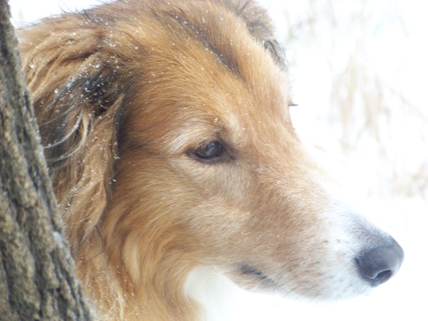 Sammy