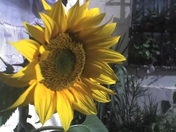 Sunflower