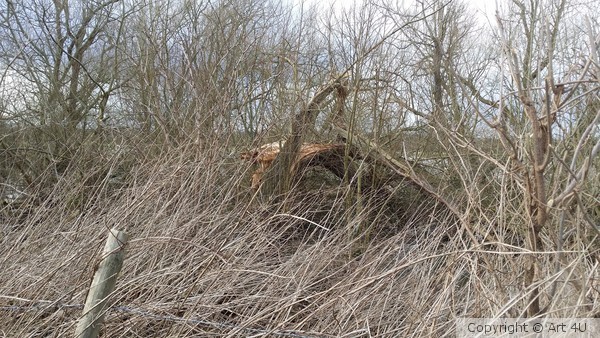 Swamp 3