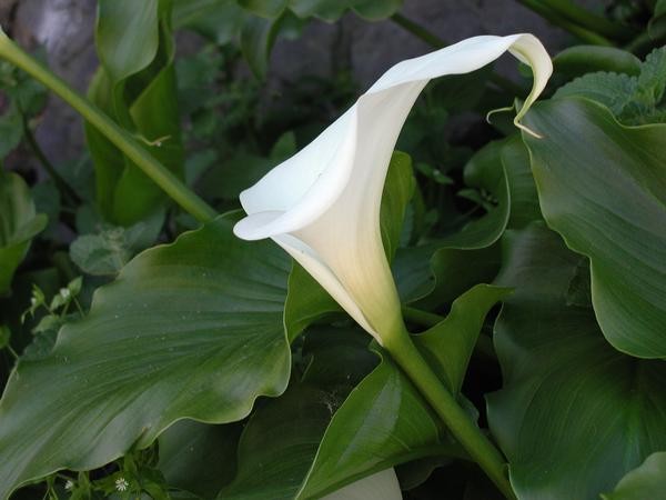 California Lilly