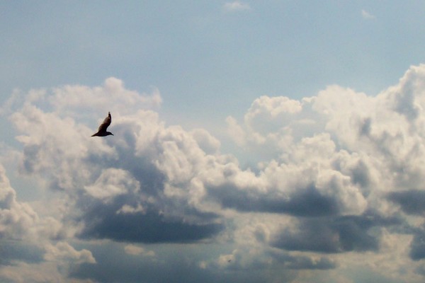 Flight