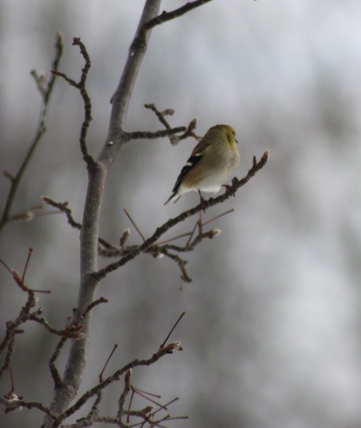 Frosted Finch 