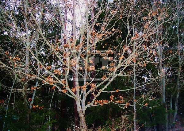 Tree of Life