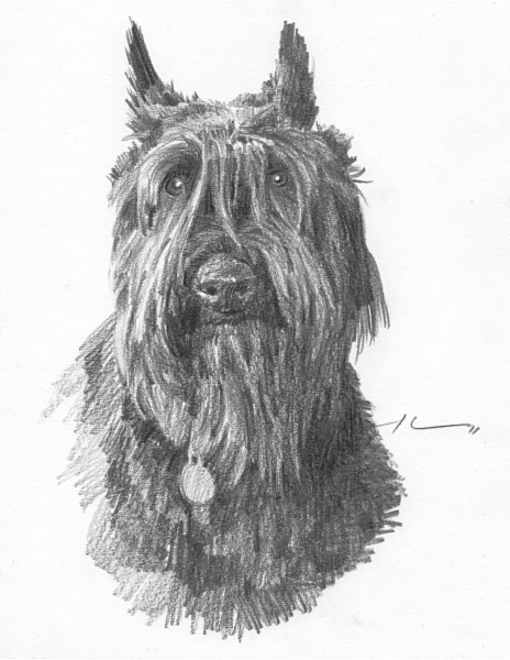 black dog portrait drawing