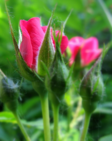 Roses
