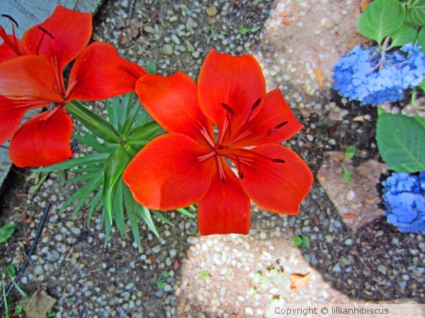 Radiant Red
