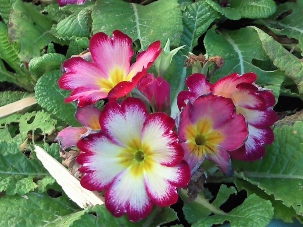 FLOWERS