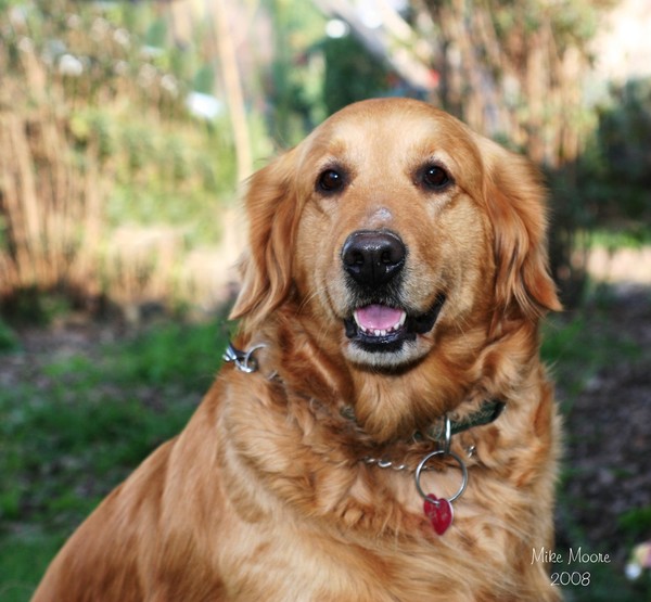 MOLLIE