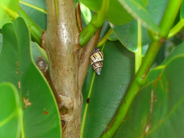 Pretty Snail