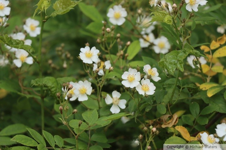 wildflower