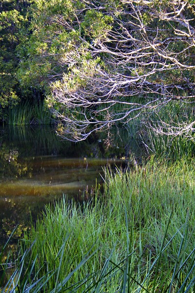 Swimming Hole