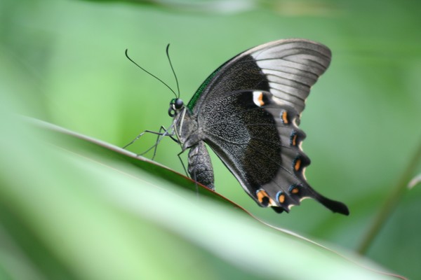 Butterfly resting on a leaf