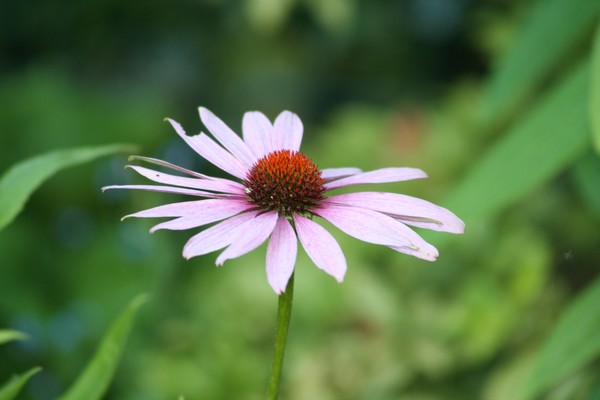 Proud flower