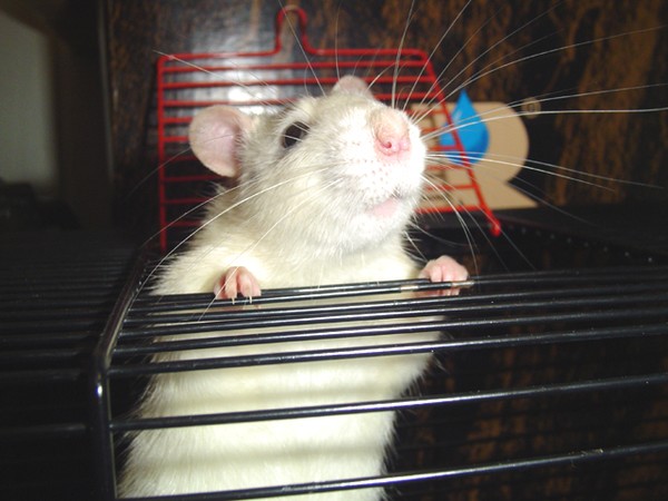 Edward again 