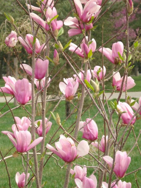 colours of spring