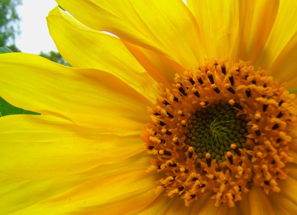 Sunflower