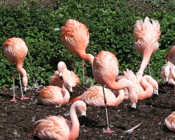 Flamingo