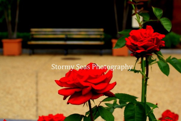 Roses are Red 5