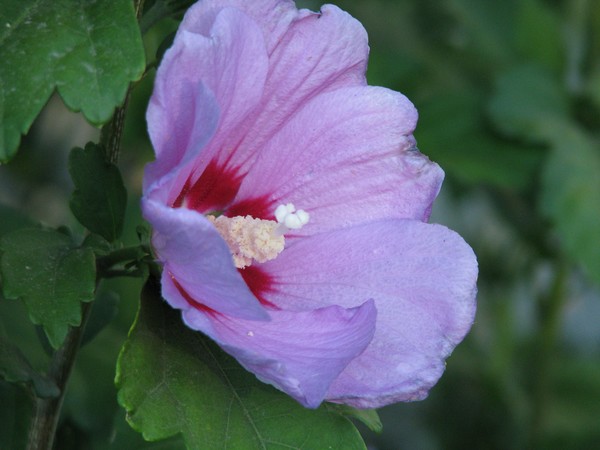 Rose of sharron