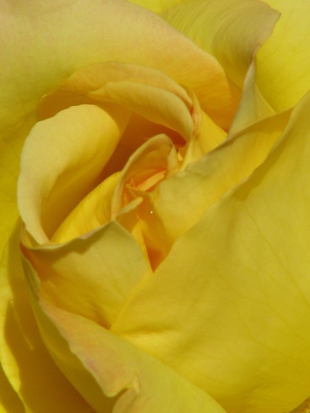 Yellow rose II