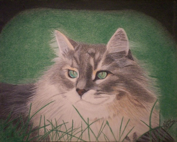 Beautiful Kitty