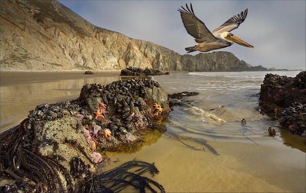 1085-California Pelican Shoreline