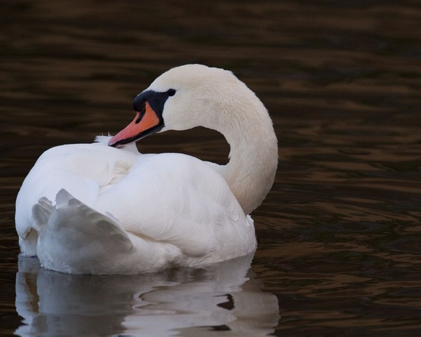 Christmas Preen