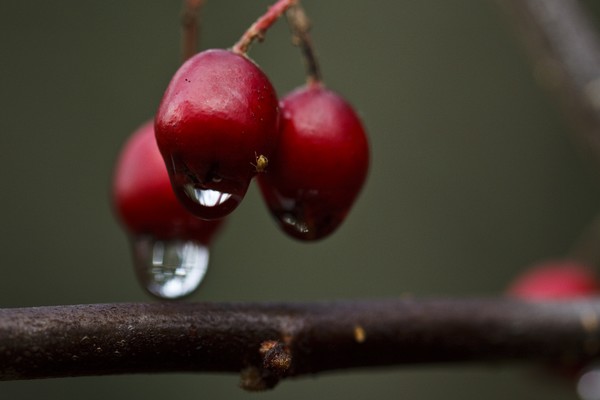 wet berrys
