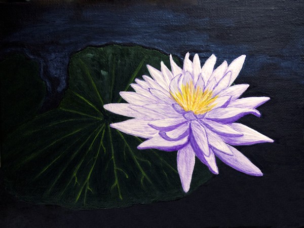 Lotus Blossom at Night