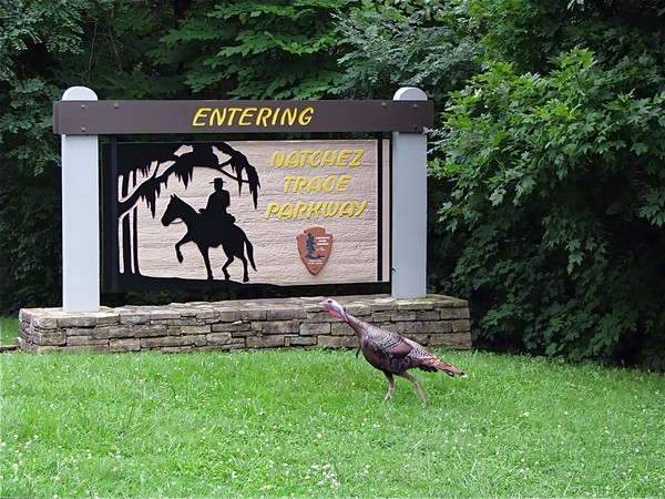 Wild Turkey in front of the Natchez Trace Parkway