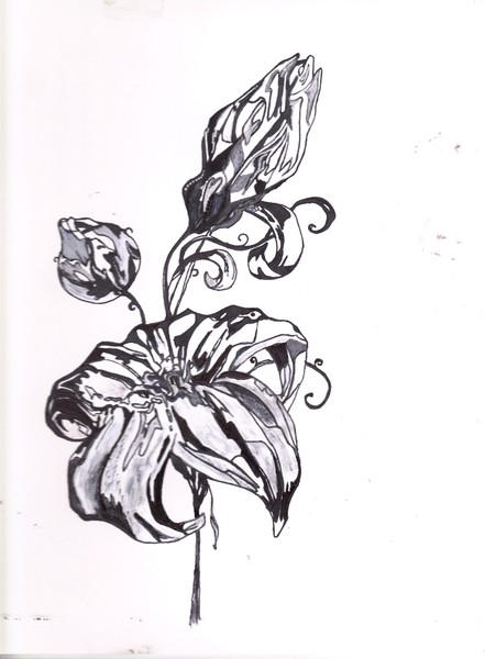 a contrast flower