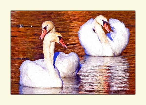 Three Swans