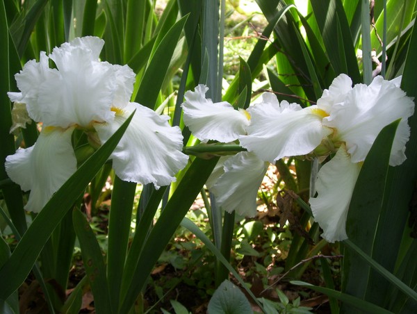 white iris