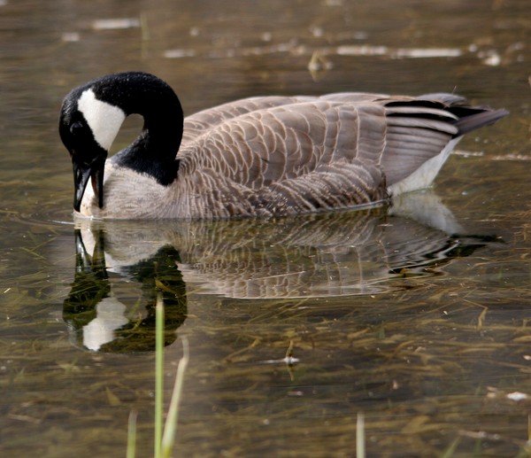 Speaking Reflection