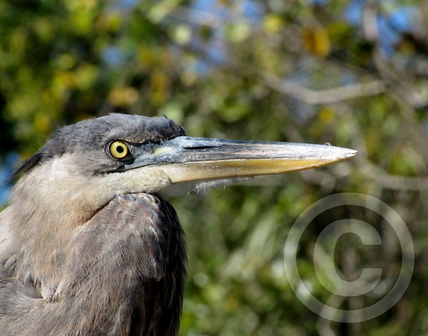 Great Blue Heron Profile!